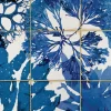 Algae in Blue
