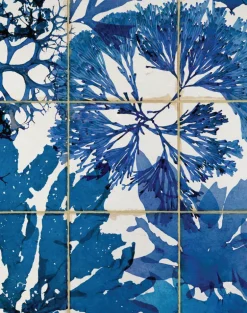 Algae in Blue