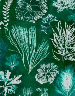 Algae, Moss