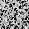 Among the Gum Trees, Black