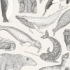 Arctic Animals MAC050