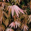 Bamboo Breeze - Red, PM165-05