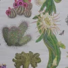 Cactus Mexicanos, Dove