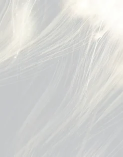 Celestial, Ash