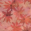 Clematis, Maple