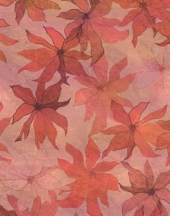 Clematis, Maple