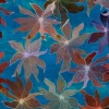 Clematis, Oceana