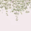 Clematis, Pink
