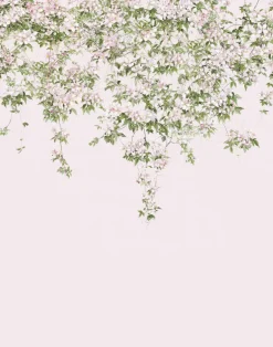 Clematis, Pink