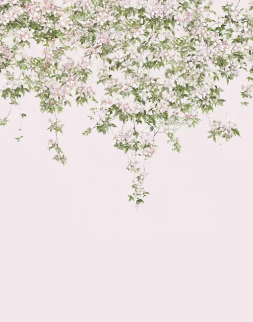 Clematis, Pink