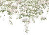 Clematis, White