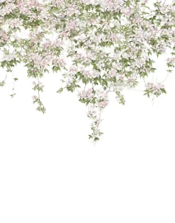 Clematis, White