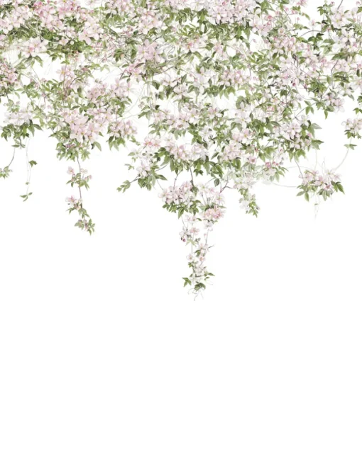 Clematis, White