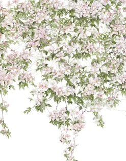 Clematis, White