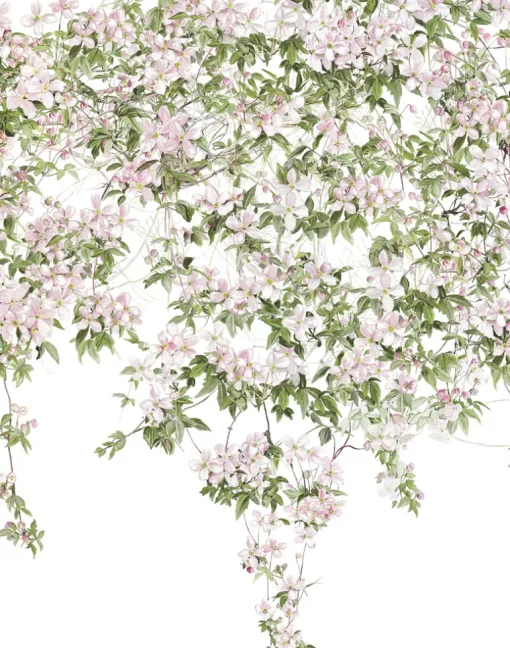 Clematis, White