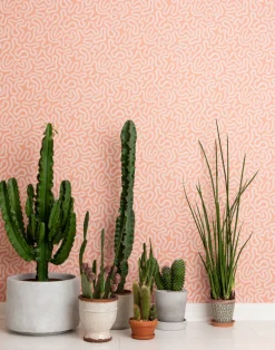 Coral, Celeste