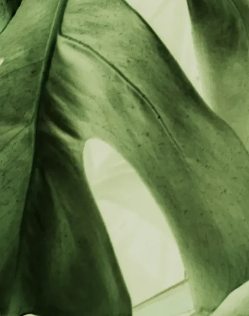 Dusk - The Sound of Water, Green PM163-07