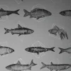 Fishes in Geometrics, Silver
