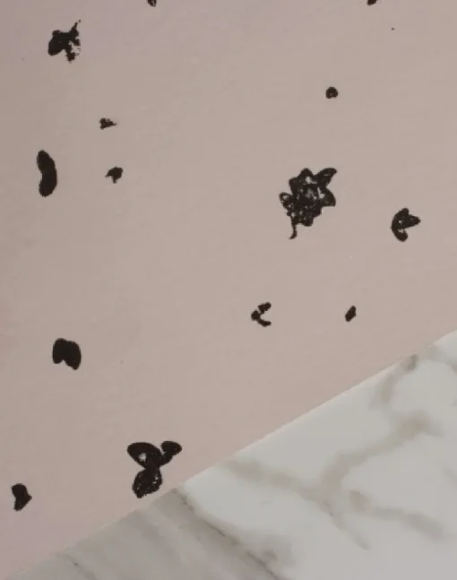 Fragments, Wild Rose