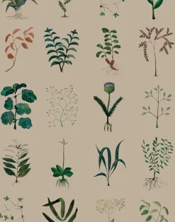 Herbarium, Kraft