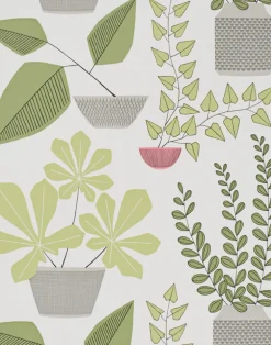 House Plants, Olive