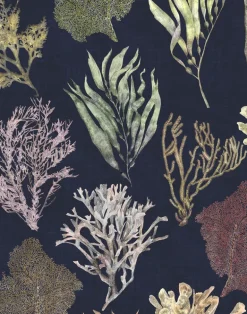 Kelp Forest, Deep Sea