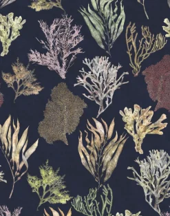 Kelp Forest, Deep Sea