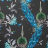 Madidi Hummingbirds, Midnight