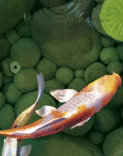 Make A Wish, Moss