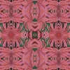Monstera Blush