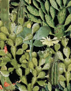 Opuntia Anthracite