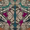 Papilio, Jewel