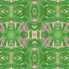 Parakeet Monstera