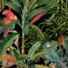Parrots of Brasil, Anthracite