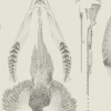 Pheasant, Ground