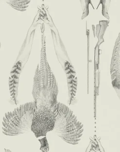 Pheasant, Ground