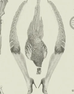 Pheasant, Ground