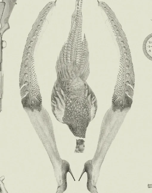 Pheasant, Ground