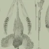 Pheasant, Olive