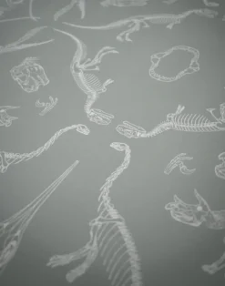 Prehistoria, Fossil