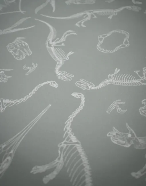 Prehistoria, Fossil