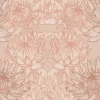 Regal Protea, Tribe