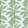 Rubber Plant, Rubber Blue