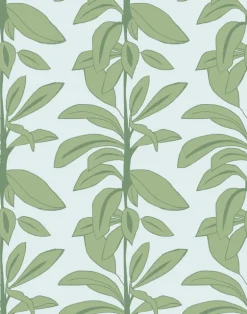Rubber Plant, Rubber Blue